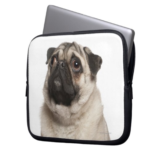 Mops (13 Monate alt) sucht nach oben Laptopschutzhülle (Vorderseite Links)