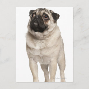 Mops (13 Monate alt) sucht nach oben Postkarte