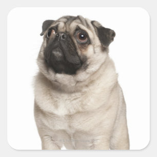 Mops (13 Monate alt) sucht nach oben Quadratischer Aufkleber