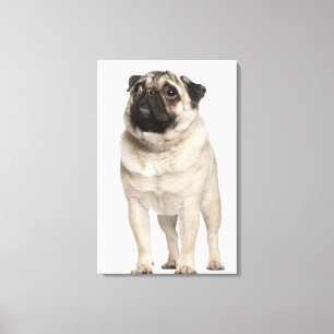 Mops (13 Monate alte) oben schauend Leinwanddruck