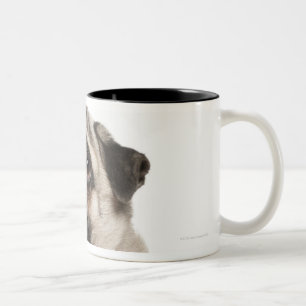 Mops (13 Monate alte) oben schauend Zweifarbige Tasse
