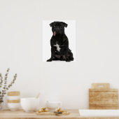 Mops (1 Jahr) sitzend mit Zunge Poster (Küche)