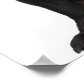 Mops (1 Jahr) sitzend mit Zunge Poster (Ecke)