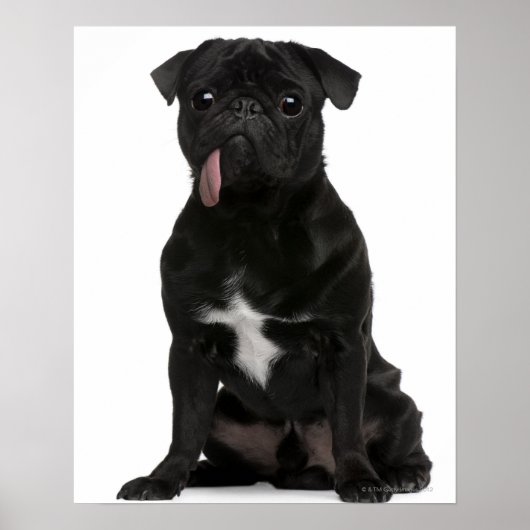 Mops (1 Jahr) sitzend mit Zunge Poster (Vorne)