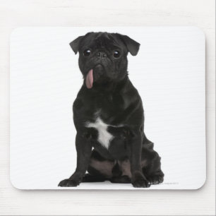 Mops (1-Jähriges) sitzend mit seinem Zungehängen Mousepad