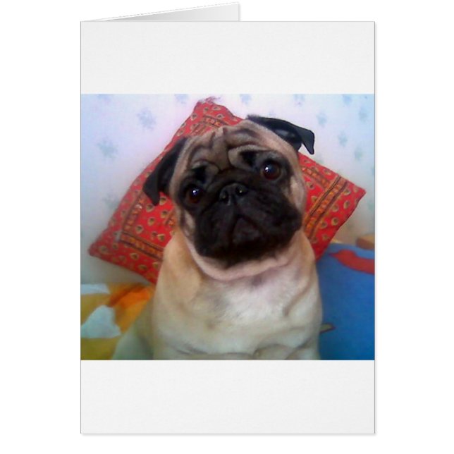 Mops 4.png (Vorne)