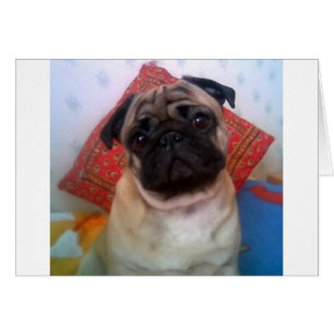 Mops 4.png