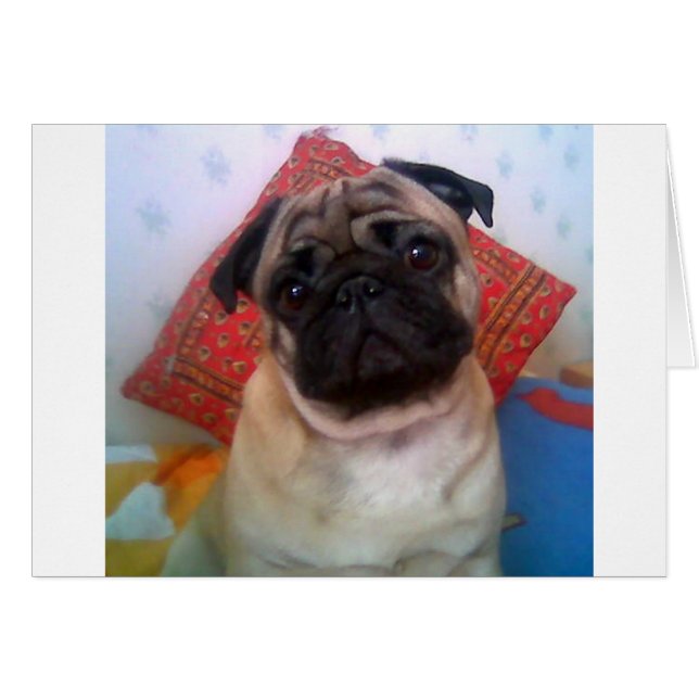 Mops 4.png (Vorderseite (Horizontal))