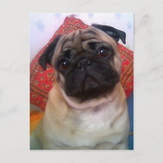 Mops 4.png postkarte (Vorderseite)