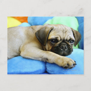 Mops auf Kissen Postkarte