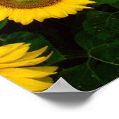 Mops auf Sonnenblumenplakat Poster (Ecke)