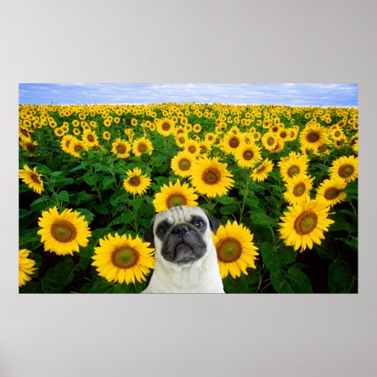 Mops auf Sonnenblumenplakat Poster (Vorne)