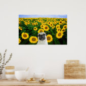 Mops auf Sonnenblumenplakat Poster (Küche)