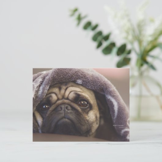 Mops Aura Postkarte (Stehend Vorderseite)