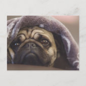 Mops Aura Postkarte (Vorderseite)