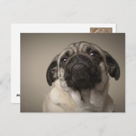 Mops Aura Postkarte (Vorne/Hinten)