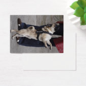 Mops aus der Kontrolle (Schreibtisch)