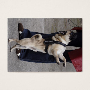 Mops aus der Kontrolle