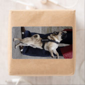 Mops aus der Kontrolle (Insitu)