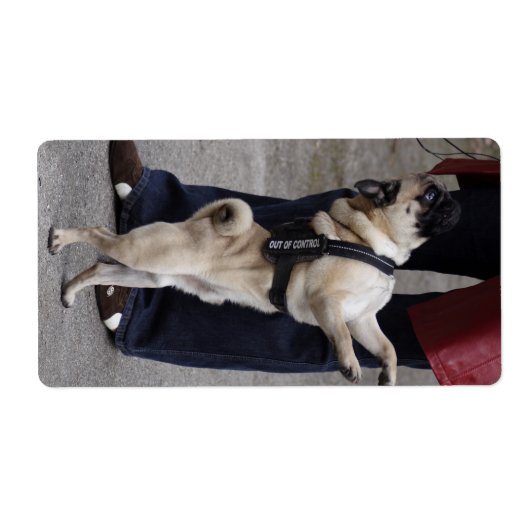 Mops aus der Kontrolle (Vorne)