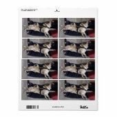 Mops aus der Kontrolle (Vorne)
