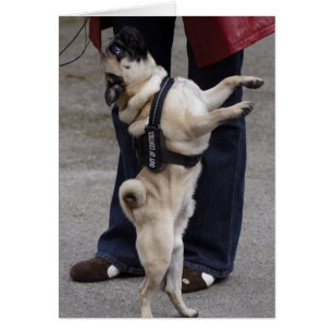 Mops aus der Kontrolle