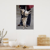 Mops aus der Kontrolle Poster (Küche)