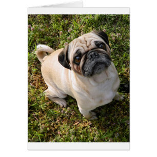 Mops ausgefüllt.png