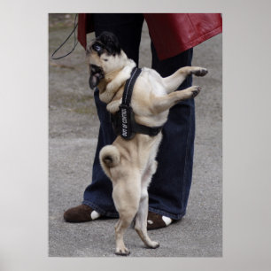 Mops außer Kontrolle Poster