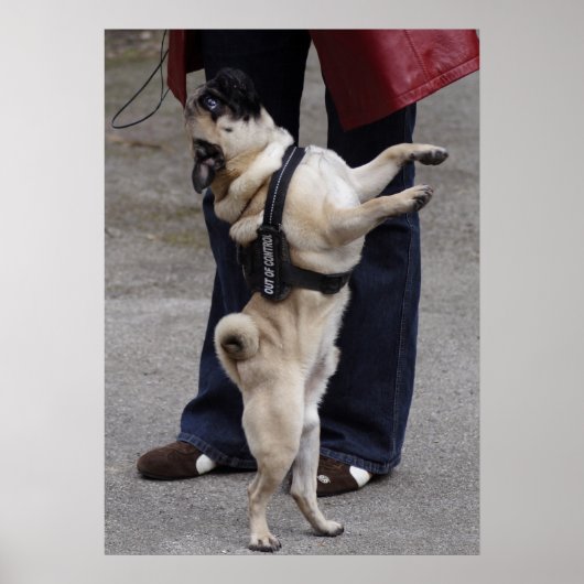 Mops außer Kontrolle Poster (Vorne)