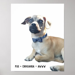 Mops + Chihuahua = Awww Niedlich Hunde Zucht Bowti Poster