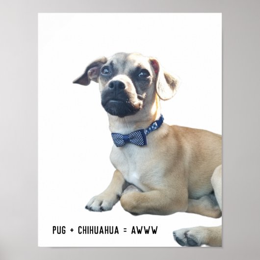Mops + Chihuahua = Awww Niedlich Hunde Zucht Bowti Poster (Vorne)