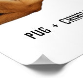 Mops + Chihuahua = Awww Niedlicher Welppy-Mix je Poster (Ecke)