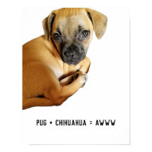 Mops + Chihuahua = Awww Niedlicher Welppy-Mix je