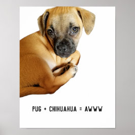Mops + Chihuahua = Awww Niedlicher Welppy-Mix je Poster