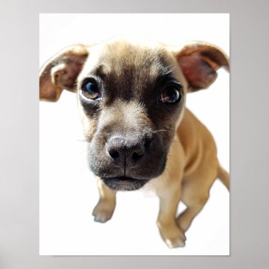 Mops + Chihuahua = Niedlicher Welpenhund je Poster (Vorne)