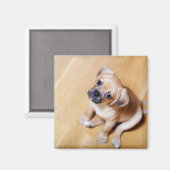 Mops Cross Cavalier King Charles Spaniel Magnet (Vorderseite/Rückseite)