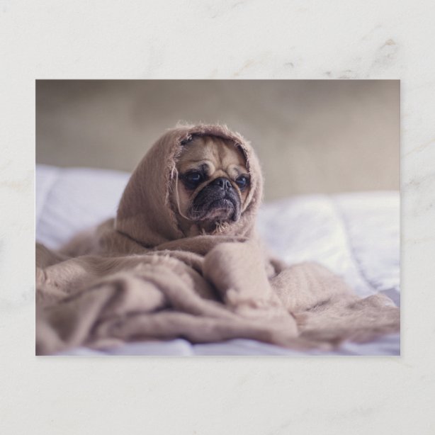 Mops Geschenke Zazzle.de