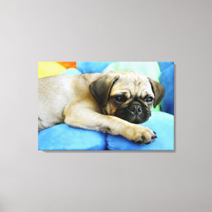 Mops, der auf Kissen legt Leinwanddruck