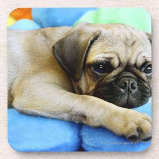 Mops, der auf Kissen legt Untersetzer (Vorderseite)