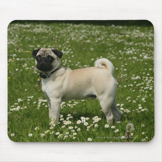 Mops, der in den Blumen spielt Mousepad (Vorne)