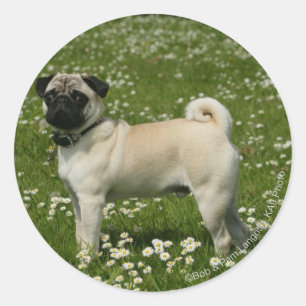 Mops, der in den Blumen spielt Runder Aufkleber