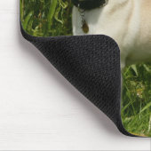 Mops, der Kamera betrachtet Mousepad (Ecke)