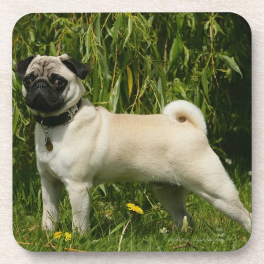 Mops, der Kamera betrachtet Untersetzer (Vorderseite)