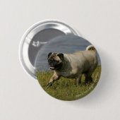 Mops, der nahe Wasser spielt Button (Vorne & Hinten)