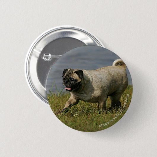 Mops, der nahe Wasser spielt Button (Vorne & Hinten)