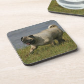 Mops, der nahe Wasser spielt Getränkeuntersetzer (Linke Seite)