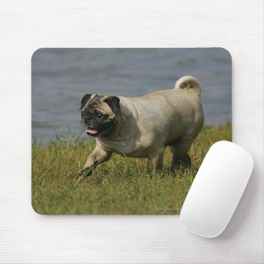 Mops, der nahe Wasser spielt Mousepad (Mit Mouse)