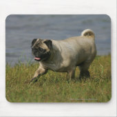 Mops, der nahe Wasser spielt Mousepad (Vorne)