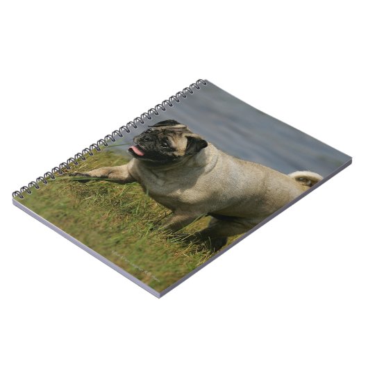 Mops, der nahe Wasser spielt Notizblock (Linke Seite)